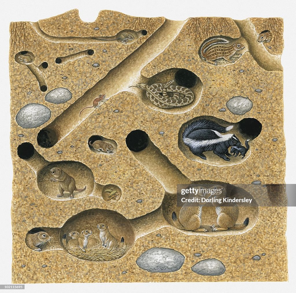 Illustration of Thirteen-lined Ground Squirrel, Striped Skunk, Prairie Rattlesnake, Plains Pocket Gopher, Black-tailed Prairie Dog, and northern pocket gopher in burrow and tunnel system