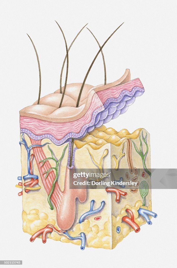 Illustration of structure of human skin and hair