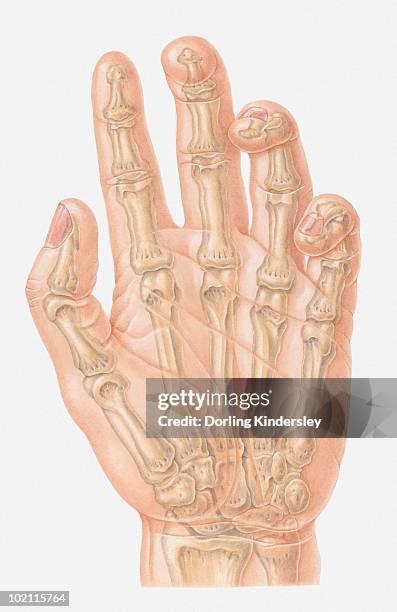 illustration of bones of human hand - proximal phalanges stock illustrations