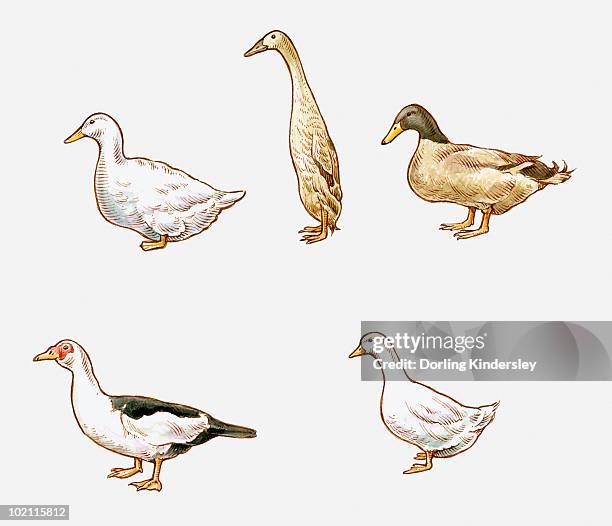 illustration of aylesbury, indian runner, khaki campbell, pekin, and muscovy ducks - five animals stock illustrations