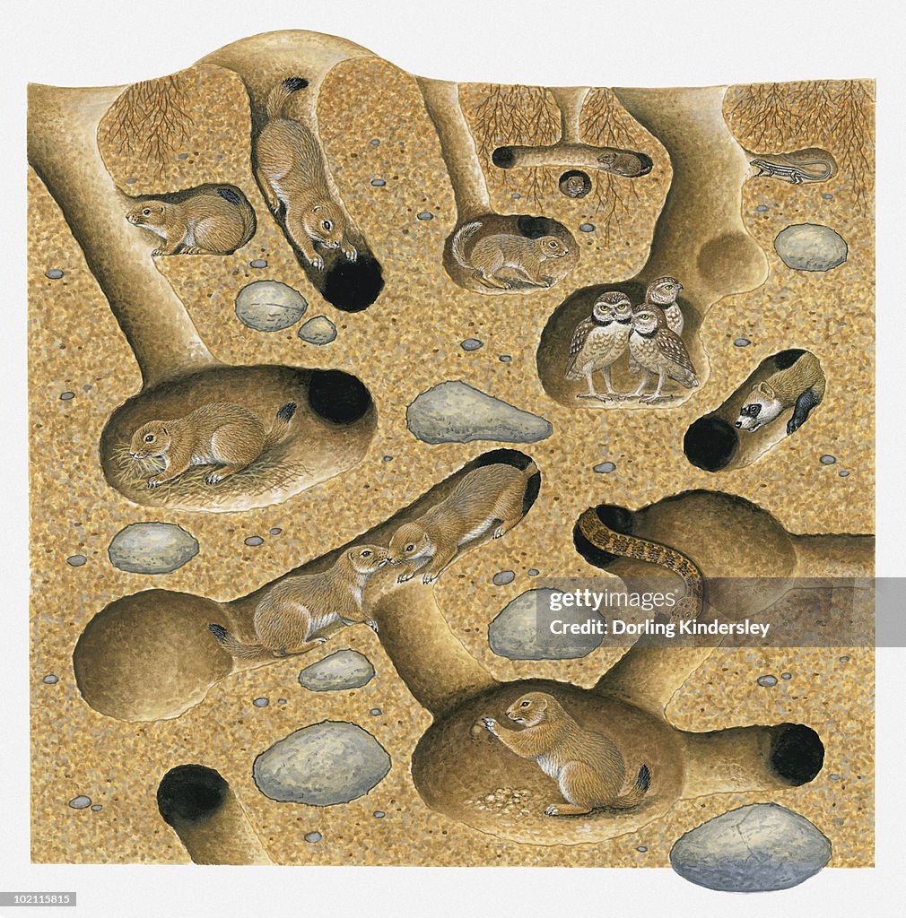 Illustration of Six-lined Racerunner, Black-Tailed Prairie Dog, Meadow Vole Thirteen-lined Ground Squirrel, Burrowing Owl, and Bullsnake in tunnel and burrow system