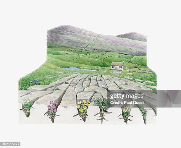 illustration of landscape of the burren, county clare, ireland - the burren flower stock illustrations