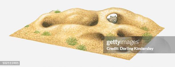 illustration of common wombat (vombatus ursinus) above burrows - wombat white background stock illustrations