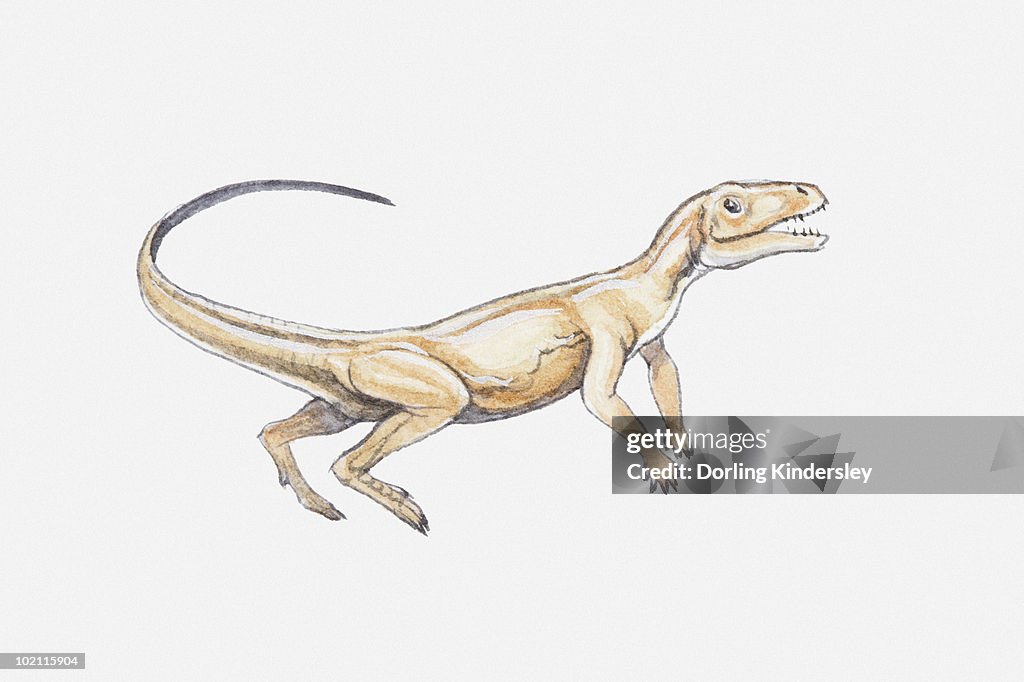 Illustration of a thecodont, a type of archosaur, late Permian-Triassic periods