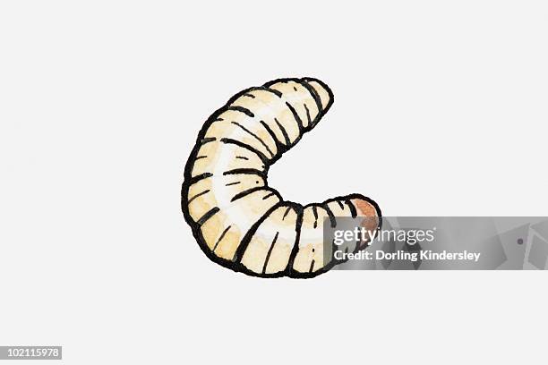 illustrazioni stock, clip art, cartoni animati e icone di tendenza di illustration of a maggot - baco