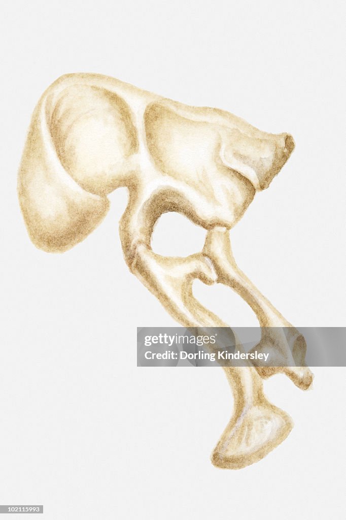 Illustration of the hip bone of a Segnosaurus, a bipedal dinosaur, Cretaceous period