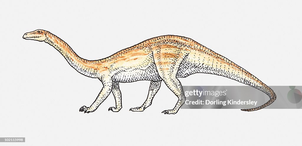 Illustration of an Anchisaurus, early Jurassic period
