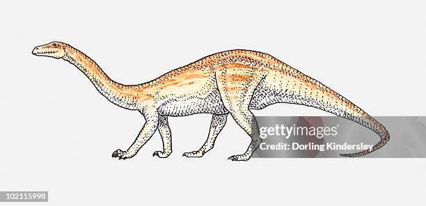 illustration of an anchisaurus, early jurassic period - anchisaurus stock illustrations
