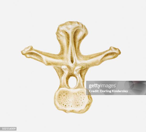 ilustraciones, imágenes clip art, dibujos animados e iconos de stock de illustration of the vertebra of a brachiosaurus, late jurassic-cretaceous periods - vertebrae