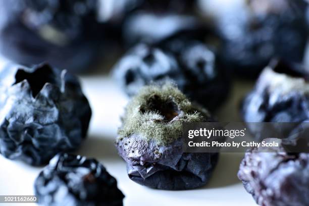 Moldy Blue Raspberry 93 Moldy Berries Stock Photos, High-Res Pictures, and Images - Getty Images