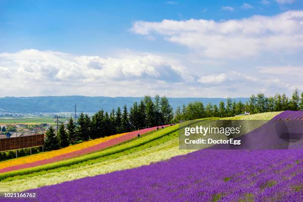 lavender field with colourful flower garden in summer blue sky day at tomita farm, hokkaido, jpaan - furano japan stock pictures, royalty-free photos & images