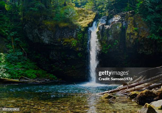 iron creek jungle water - gifford pinchot national forest stock pictures, royalty-free photos & images