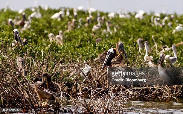 Oil-stained pelicans stand on an island in Bay Ronquille, Louisiana, U.S., on Tuesday, June 15, 2010. The BP Plc oil spill, which began when the...