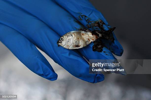 An oiled "bait fish" is displayed on a state vessel in Bay Jimmy on June 15, 2010 off of Grand Isle, Louisiana. The BP spill has been called the...