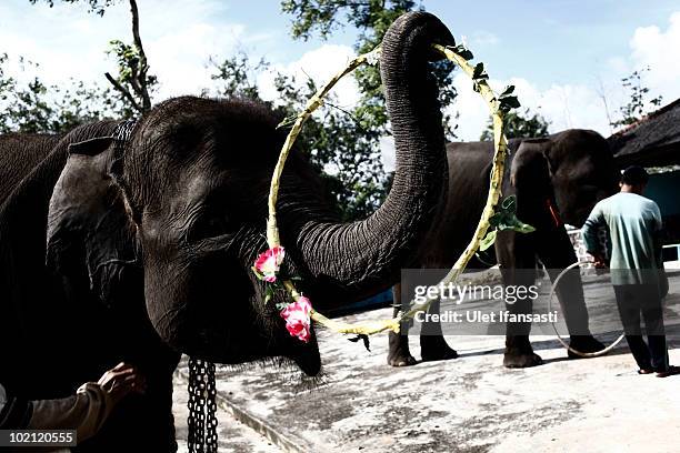 Sumatran elephants receive training from elephant keeper for circus performance in between patrolling the conservation looking for illegal loggers...