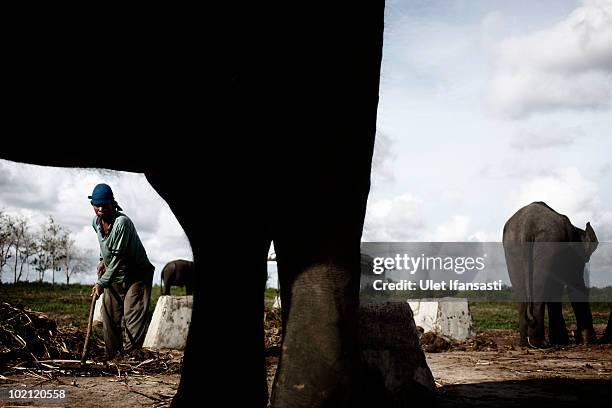 An elephant keeper clean up dirt of Sumatran elephant on June 14, 2010 in Way Kambas, Lampung, Indonesia. Sumatran elephants are becoming...