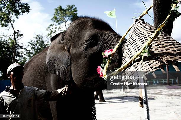 Sumatran elephants receive training from elephant keeper for circus performance in between patrolling the conservation looking for illegal loggers...