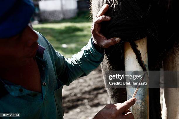 Trainer give treatment to a Sumatran elephant in between patrolling the conservation looking for illegal loggers who are destroying the habitat of...