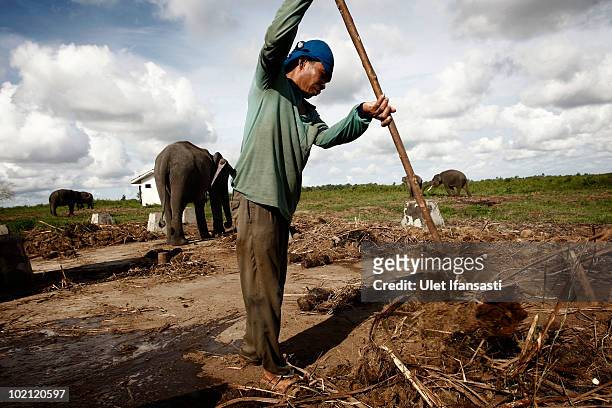 An elephant keeper clean up dirt of Sumatran elephant on June 14, 2010 in Way Kambas, Lampung, Indonesia. Sumatran elephants are becoming...