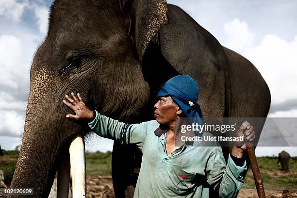 Trainer give treatment to a Sumatran elephant in between patrolling the conservation looking for illegal loggers who are destroying the habitat of...