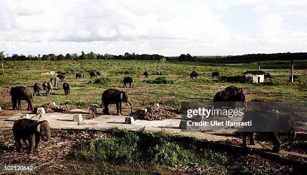 Sumatran elephants rest in between patrolling the conservation looking for illegal loggers who are destroying the habitat of Sumatran elephants on...