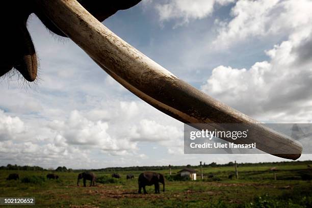 Sumatran elephants rest in between patrolling the conservation looking for illegal loggers who are destroying the habitat of Sumatran elephants on...