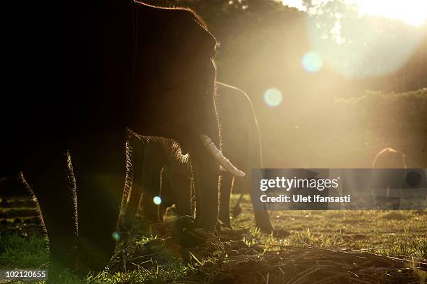 Sumatran elephants rest in between patrolling the conservation looking for illegal loggers who are destroying the habitat of Sumatran elephants on...