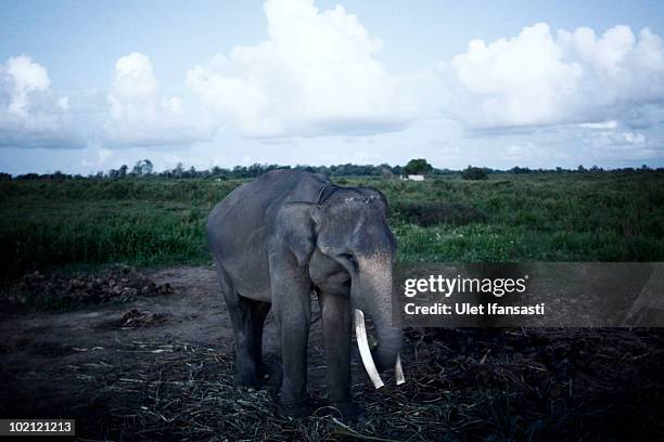 Sumatran elephant stands waiting their food from elephant keeper on June 14, 2010 in Way Kambas, Lampung, Indonesia. Sumatran elephants are becoming...