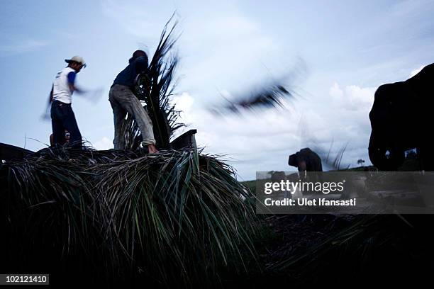 Elephant keepers give food coconut midrib to Sumatran elephants on June 14, 2010 in Way Kambas, Lampung, Indonesia. Sumatran elephants are becoming...