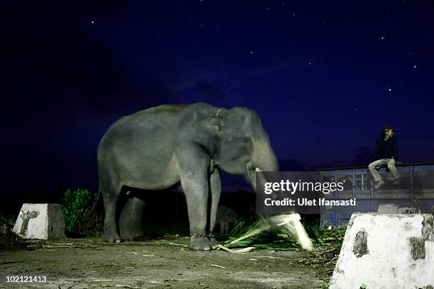 Elephant keeper give food coconut midrib to Sumatran elephants on June 14, 2010 in Way Kambas, Lampung, Indonesia. Sumatran elephants are becoming...