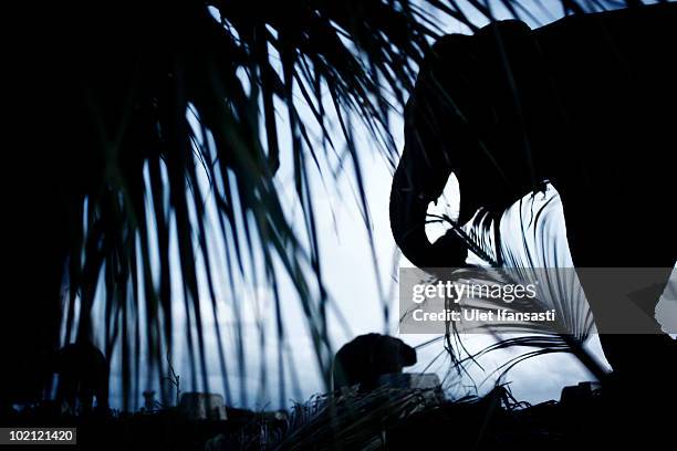 Elephant keeper give food coconut midrib to Sumatran elephants on June 14, 2010 in Way Kambas, Lampung, Indonesia. Sumatran elephants are becoming...