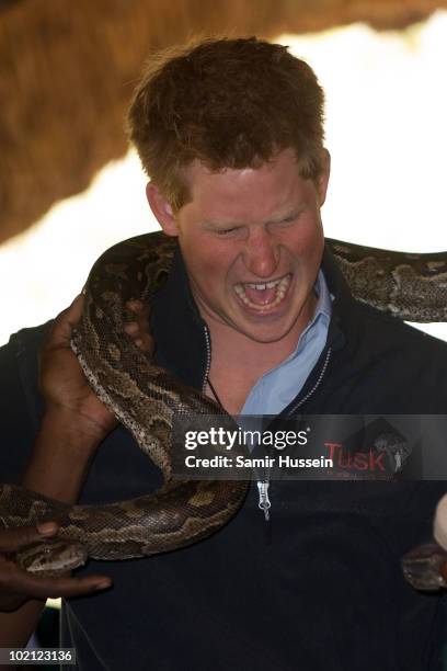 Snake On Rock Photos and Premium High Res Pictures - Getty Images