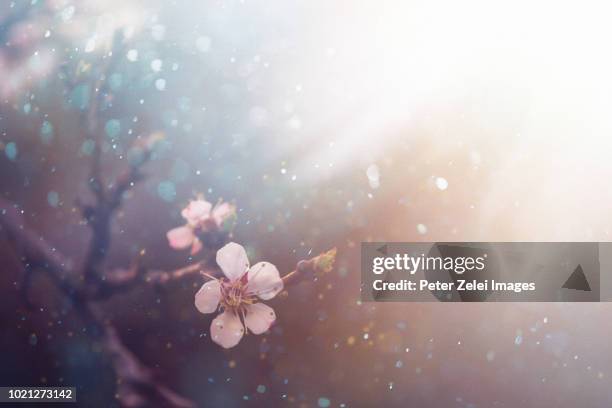 cherry blossom in the spring - japanese flowers stock pictures, royalty-free photos & images