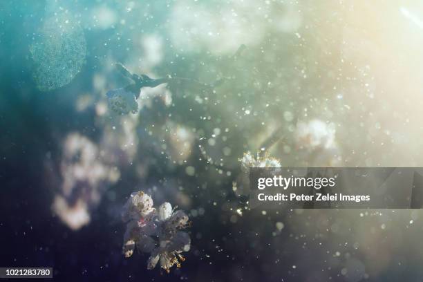 cherry blossom in the spring - allergie stockfoto's en -beelden