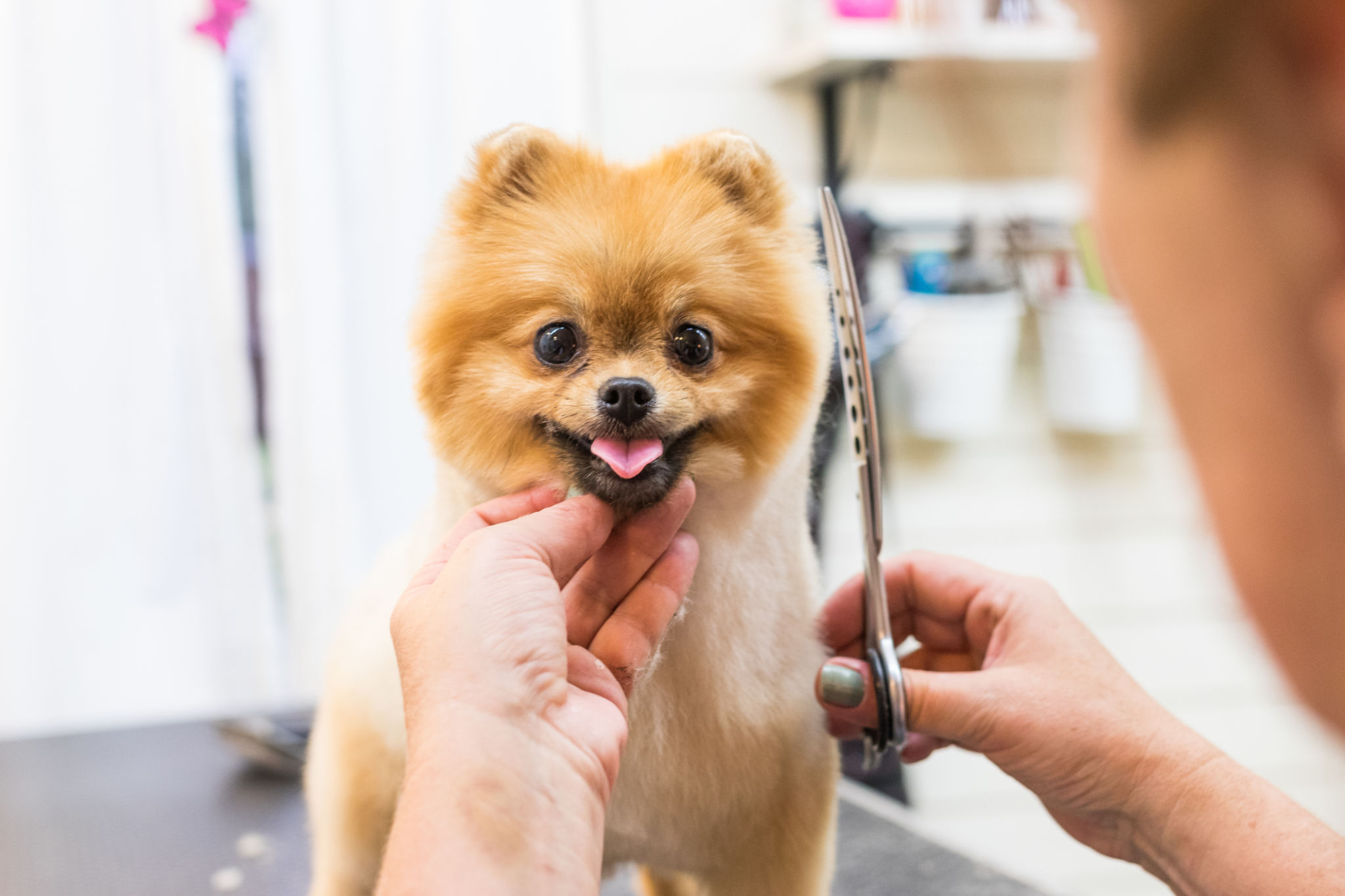 dog grooming appointment
