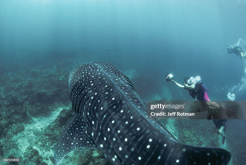 Whale Shark