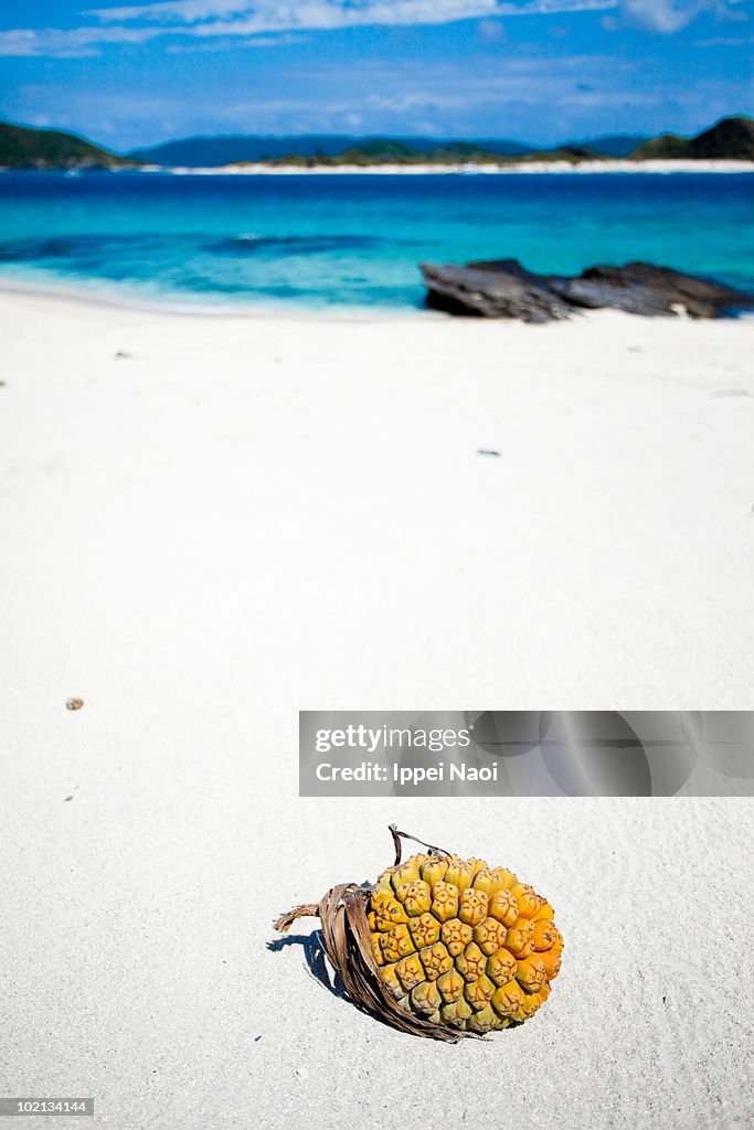 Screw pine on the deserted tropical island beach