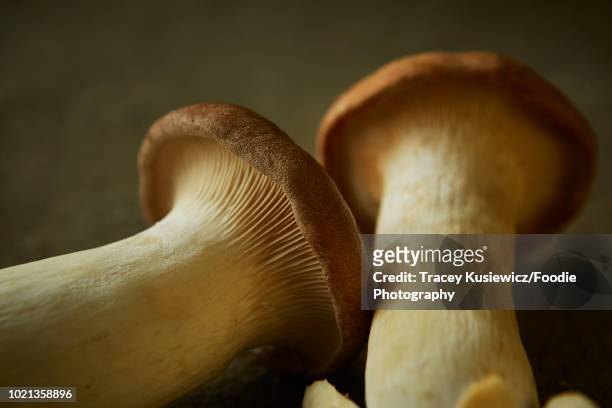 king oyster mushroom - king trumpet mushroom - fotografias e filmes do acervo