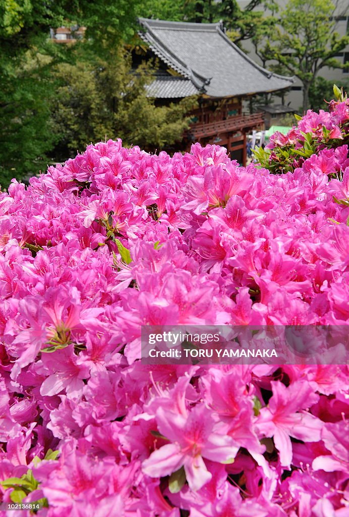Azaleas are in full-bloom at Nezu Shrine