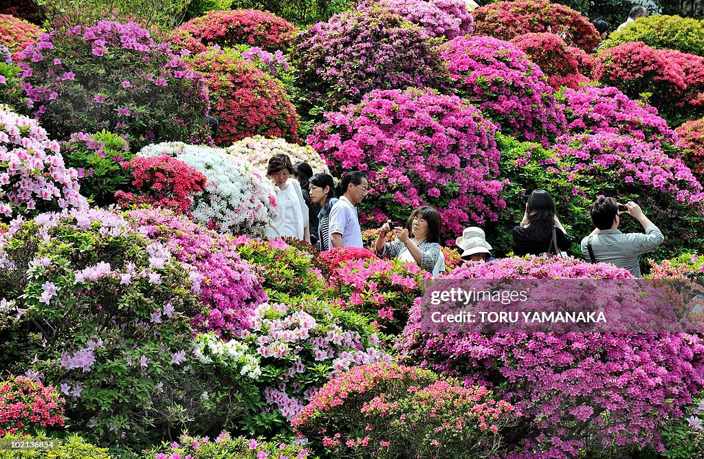 People stroll amid azaleas in full-bloom