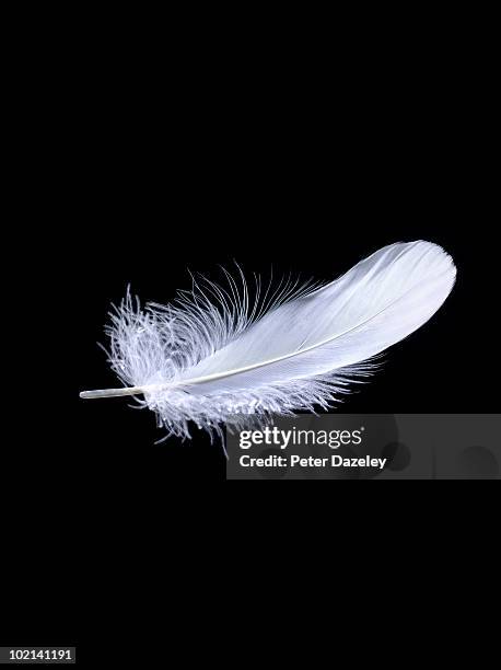 white feather falling with copy space - plumes blanches photos et images de collection