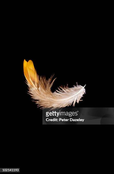 brown feather falling with copy space - pluma de ave fotografías e imágenes de stock