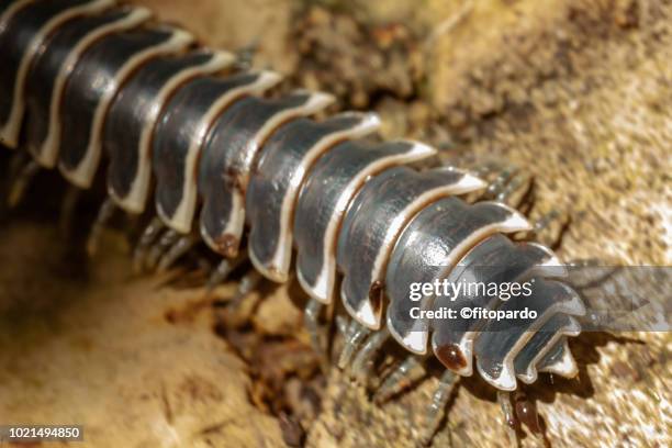 centipedes - centopeia - fotografias e filmes do acervo