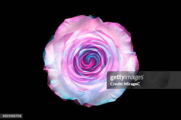 flower recombination - rosa color stock pictures, royalty-free photos & images