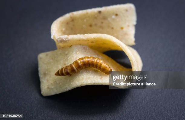 July 2018, Germany, Pforzheim: The dried larva of a grain mold beetle , also called buffalo worm, lies on a ribbon noodle from Plumento Food GmbH,...