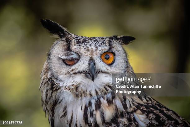 amusing winking owl - owl photos et images de collection