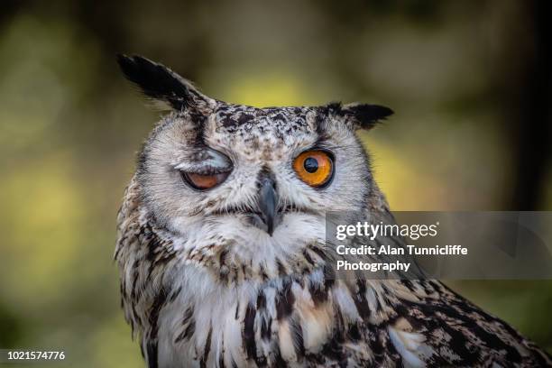 84 Owl Wink Stock Photos and High-Res Images - Getty Images