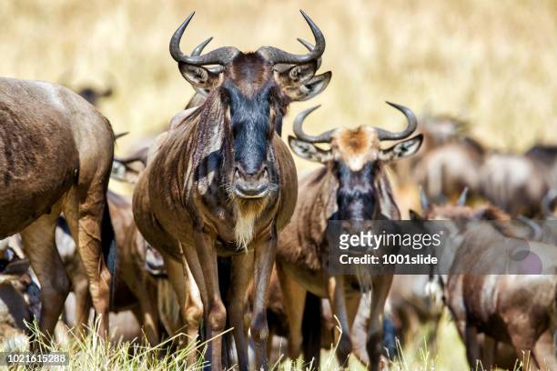 wildebeests at great migration - river mara stock pictures, royalty-free photos & images