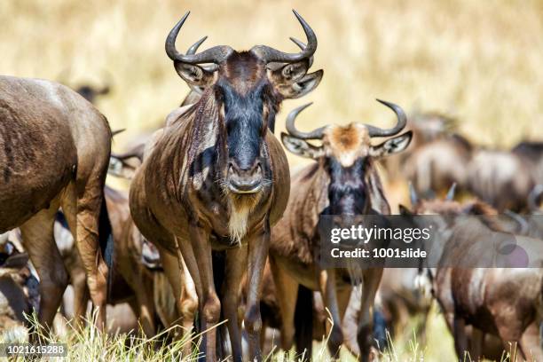 wildebeests at great migration - wilde beast stock pictures, royalty-free photos & images