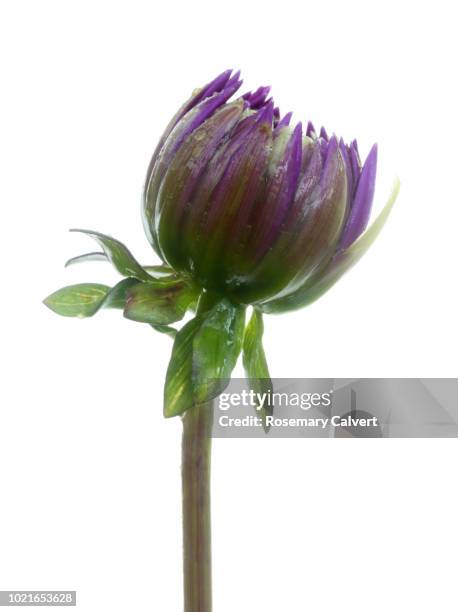 purple dahlia bud with water drops opening. - bud opening stock pictures, royalty-free photos & images